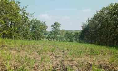 Tanah Pekarangan Zona Kuning Dijual Cepat 8000 Mt2