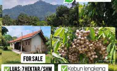 Tanah Perkebunan Lengkeng, Cijambe Subang Jawa Barat