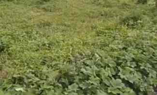 Tanah Rata Strategis di Houk Jalan