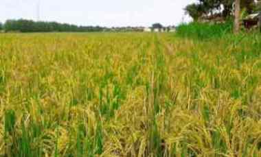 Tanah Sawah Murah Subur dan Produktiv