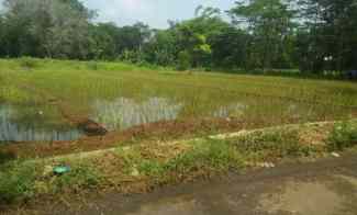 Tanah Sawah Produktiv dan Subur