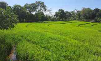 Tanah Sawah Subur dan Produktiv