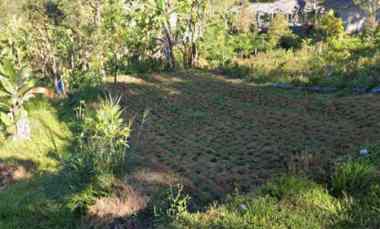 Tanah Kebun Cocok untuk Durian di Petang Badung Bali