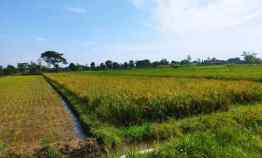 Dijual Tanah Dijual Sawah Dijual Cepat 1800m2 Sawit Boyolali 360jt