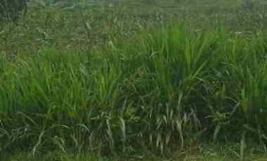 Tanah Dijual di Cigandamekar kuningan jabar