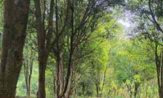 Tanah Strategis di Lembang Cocok untuk Villa