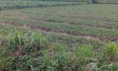 Tanah Strategis Murah untuk Investasi di Pakis Malang