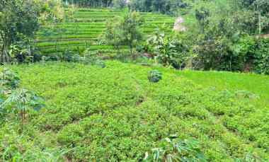 Tanah Subur 3265m hanya 70rb/m Kerjo, Karanganyar