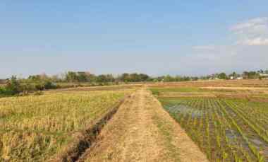 Tanah Dijual di Kedawung, Sragen