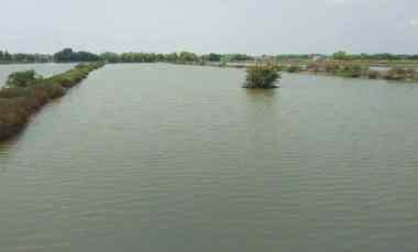 Tanah Tambak Strategis dekat Desa Singaraja Kota Indramayu