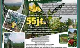 Kavling Budidaya Pisang Cavendish Vanili di Tanjungsari Bogor