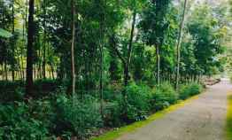 Tanah Kebun Jati Strategis Dibangun Rumah Tasikmadu Karanganyar