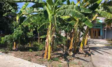 Tanah untuk Anak Sekolah di Imogiri Bantul