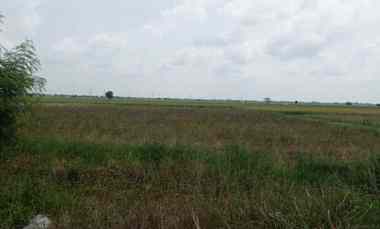 Tanah untuk Perumahan Jalan Raya Desa Sukatenang Sukawangi