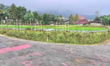 Tanah View Hutan Pinus Kemuning Ngargoyoso