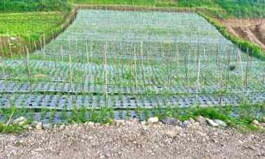 Tanah View Jembatan Kaca Kemuning Karanganyar
