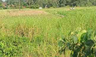 Tanah View Sawah dekat Exit Toll Tabanan Bali