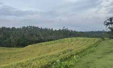 Tanah View Sawah Zona Kuning
