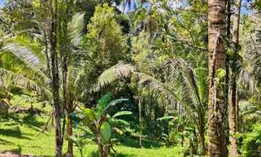 Tanah Dijual di Pupuan Sawah, Tabanan, Bali