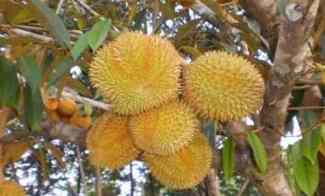 Jual Kebun Durian Musangking Jawa Barat