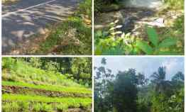 Dijual Lahan Perkebunan 40Hektar Gunungkidul DIY 75rb/m2