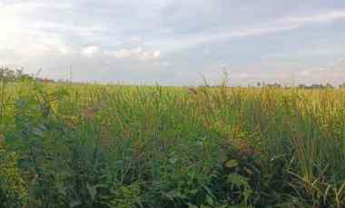 Tanah Zona Pariwisata di Kelating Bali View Sawah dan Gunung