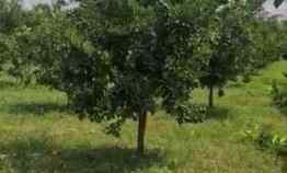 Termurah Tanah Kebun Siap Bangun di Dau, Malang