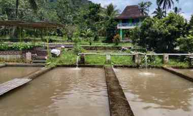 vila kolam ikan sumber air subur subang