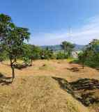 dijual kebun alpukat miki 5 ha shm di leuwiliang bogor